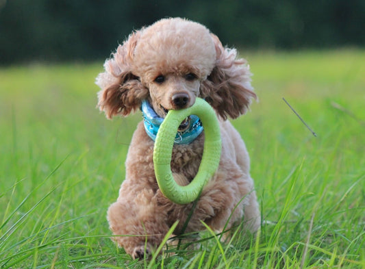 Happy Happík just loves his puller & Poodle Supply collar.