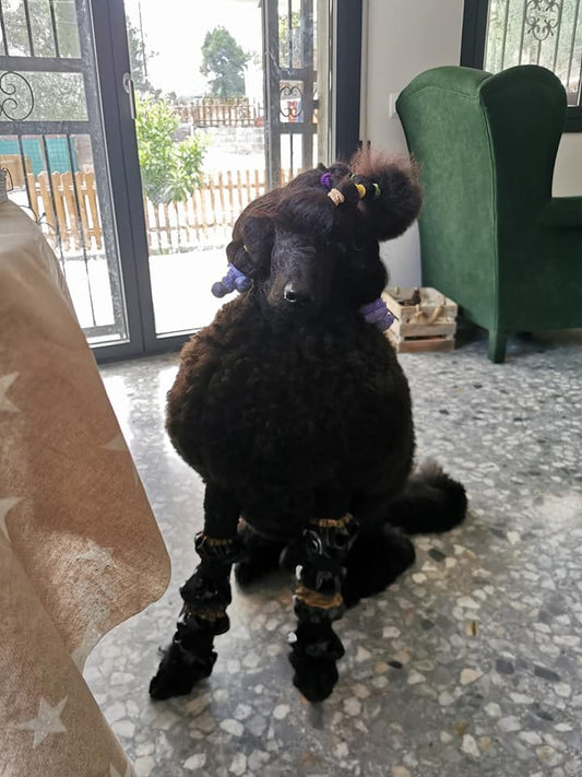 Bosco, our lovely customer from Spain