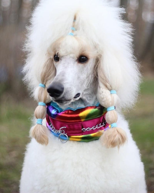 Beautiful Quentin 😍 with his Poodle Supply collar