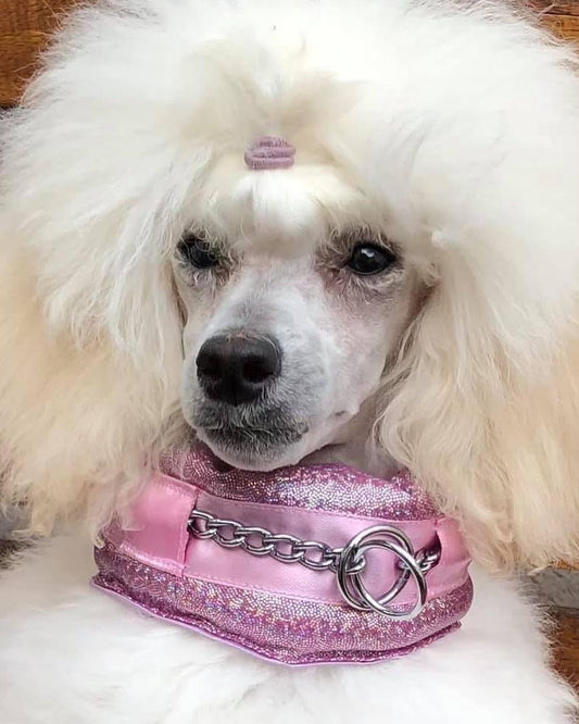 Beautiful Felicita wearing #poodlesupply