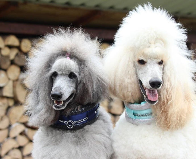 ❤️ POODLE SUPPLY gang ❤️