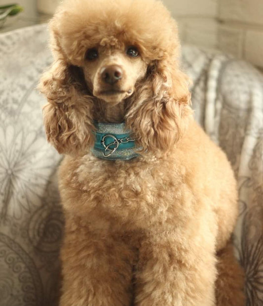 Star Happy ❤️ #poodlesupply