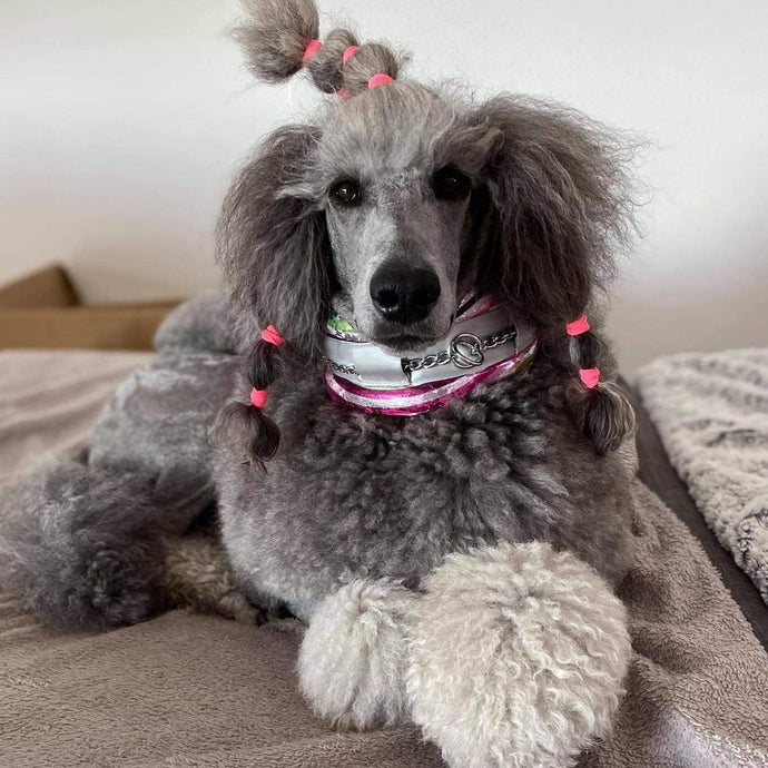 Beauty with a lollipop collar ❤️
