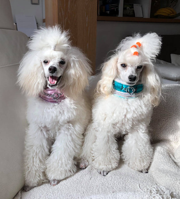 Toy Poodles <3 Double trouble