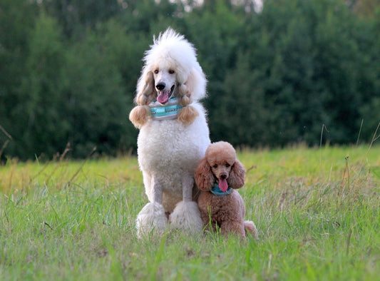 It doesn't matter if you are mini or bigger. Poodle Supply just doesn't do differences. We love you all.