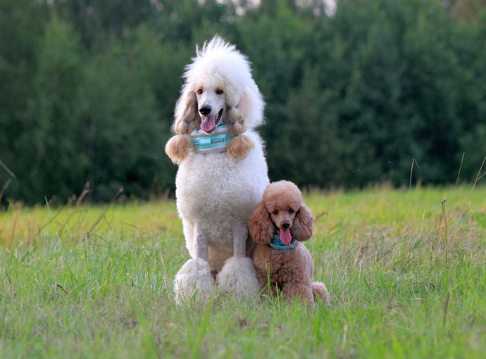 It doesn't matter if you are mini or bigger. Poodle Supply just doesn't do differences. We love you all.