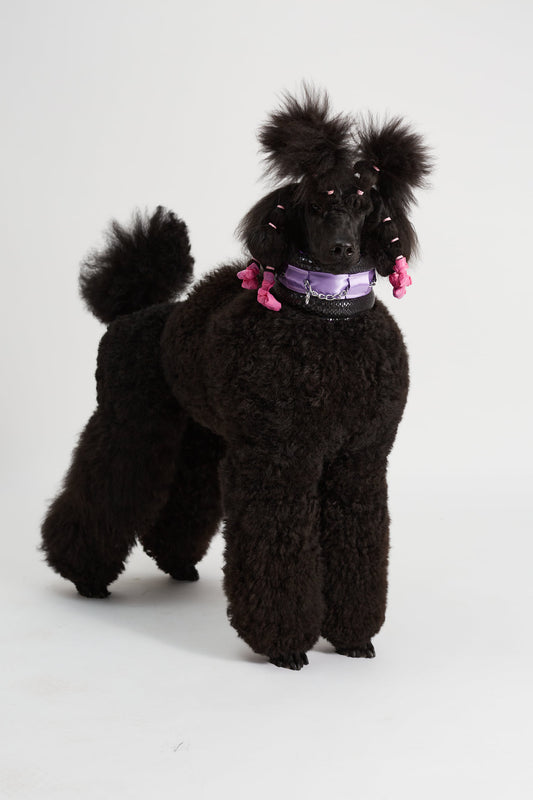 Princess Tiana, our Poodle Supply queen