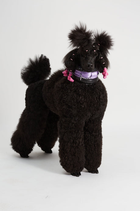 Princess Tiana, our Poodle Supply queen