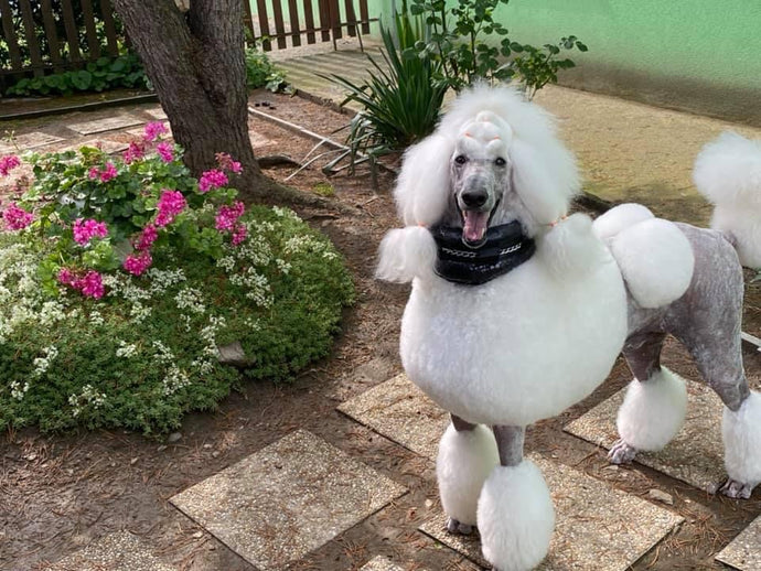 Dinoušek with fresh haircut rocking his black collar.
