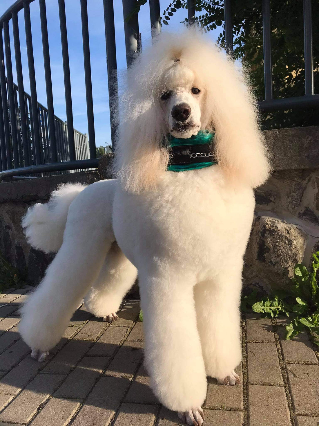 Beauty rocks her green collar <3