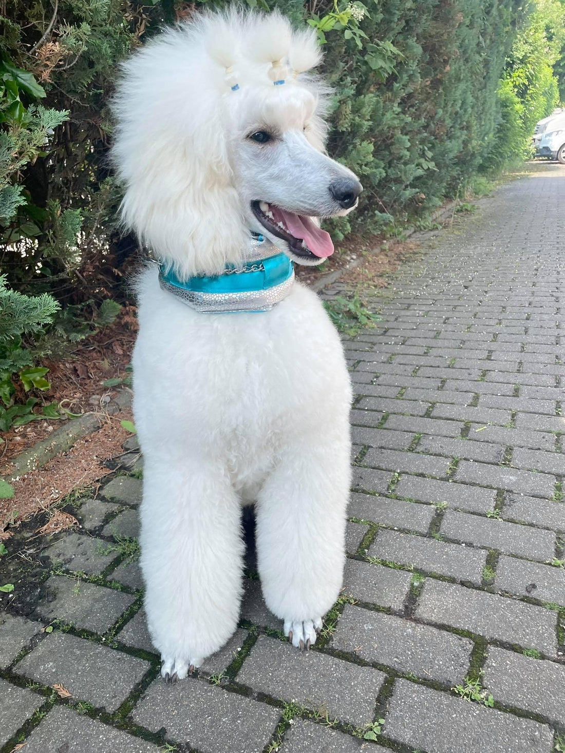 Princess Aurora our Poodle Supply icon from Germany