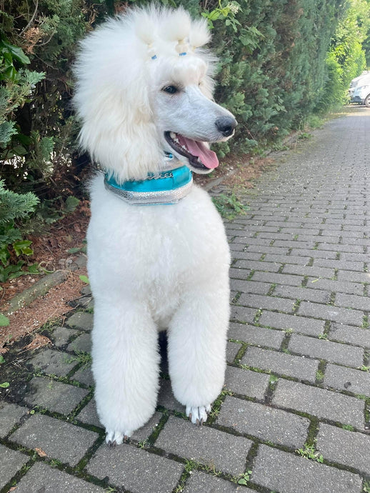Princess Aurora our Poodle Supply icon from Germany