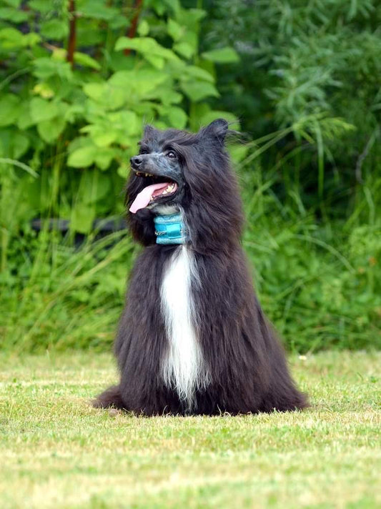 POODLE SUPPLY is not only for poodles <3 see our friend Chinese Crested